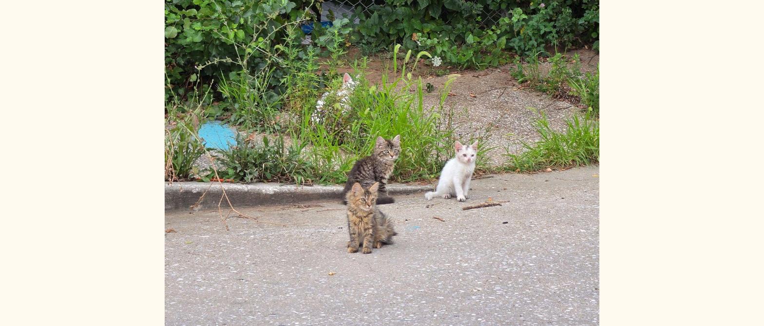 Four kittens abandoned on a Baltimore street