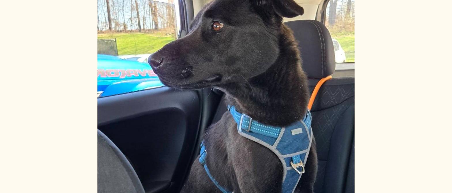 Black dog in a harness riding in a car