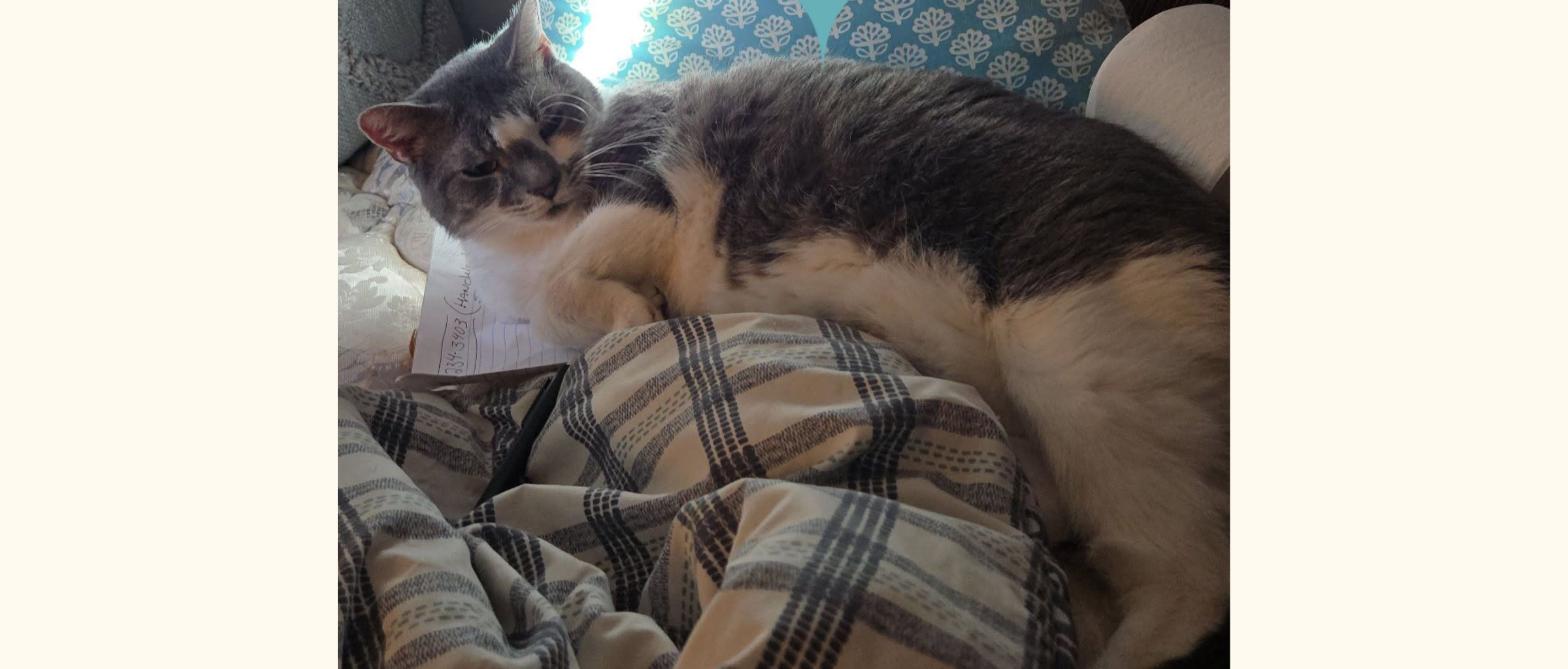 Precious the cat resting on a blanket