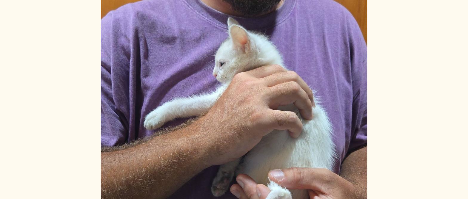 Tweety, a rescued kitten, held safely in our arms