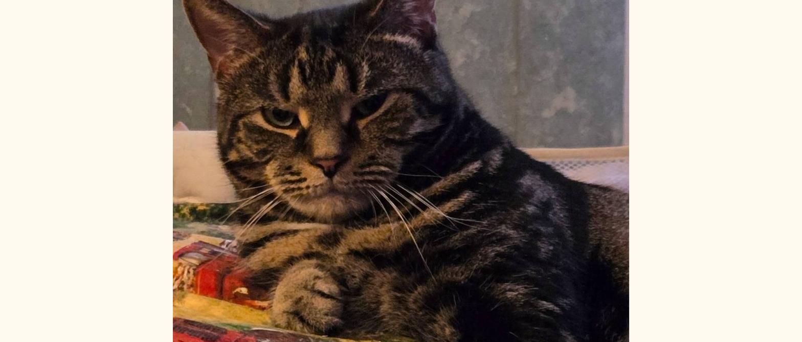 Tabby cat resting indoors