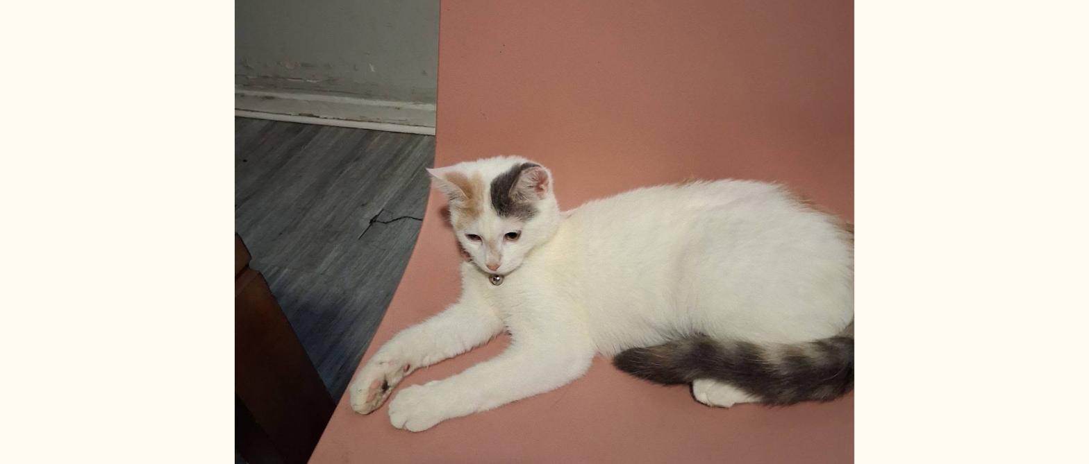 Young white kitten resting on a chair