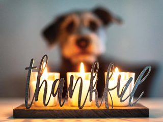 dog-with-thankful-sign