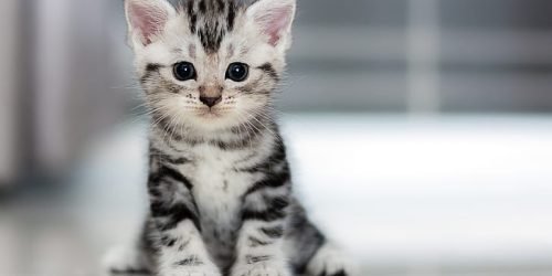 kitten-cat-animals-4k-wallpaper-preview